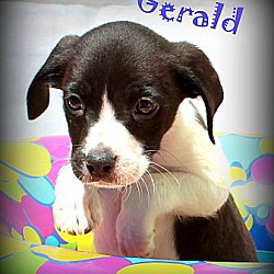 Thumbnail photo of Gerald~adopted! #3