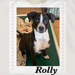 Photo of Rolly