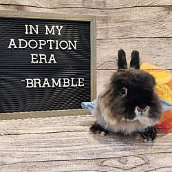 Thumbnail photo of Bramble #1