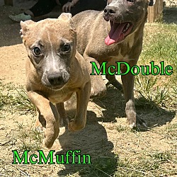 Thumbnail photo of McMuffin #4