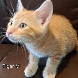 Thumbnail photo of T- Tiger #3