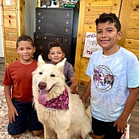 adopt a pet