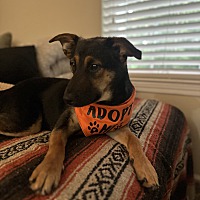 adopt a pet