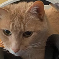adopt-pet