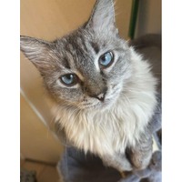 adopt-pet