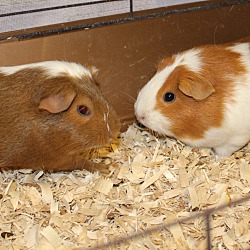 Thumbnail photo of Buttons and Oreo #1