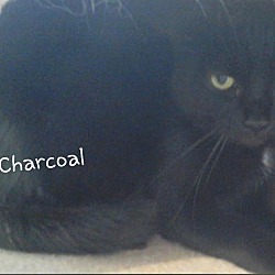 Photo of Charcoal