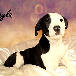 Thumbnail photo of Layla~adopted! #2