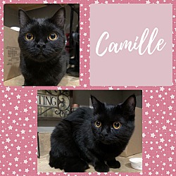 Thumbnail photo of Camille #1