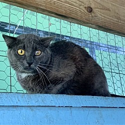 Photo of Sasha-Barn Cat
