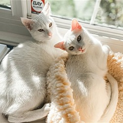 Photo of Dahlia and Cosmo