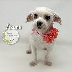 Thumbnail photo of Asuna #2