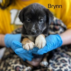 Thumbnail photo of Brynn #1