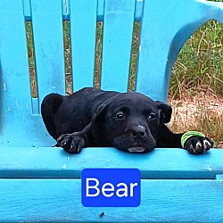 Photo of Bear