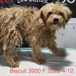 Thumbnail photo of Biscuit 3920 #1