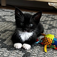 adopt a pet