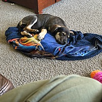 adopt a pet