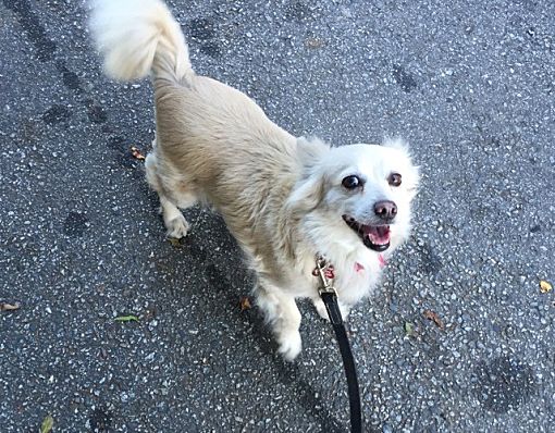 Encino Ca Spaniel Unknown Type Meet Tiffany A Pet For Adoption