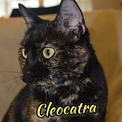 Photo of Cleocatra