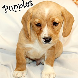 Thumbnail photo of Pupples~adopted! #4