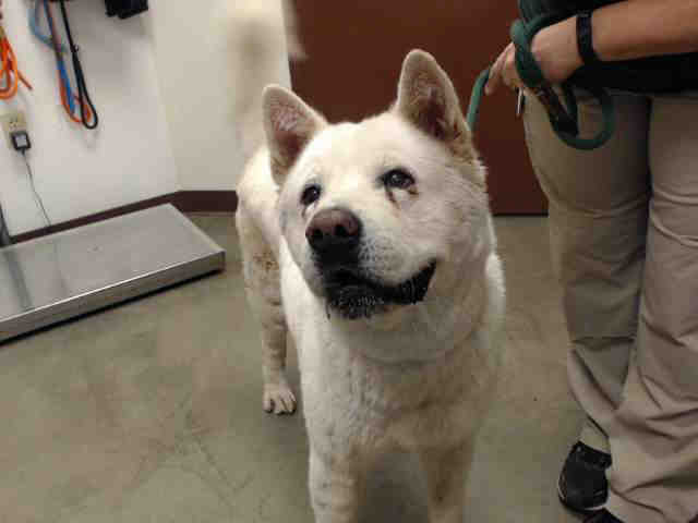 Adopt ESKIMO PIE a White Akita / Mixed dog in Phoenix, AZ (30007658