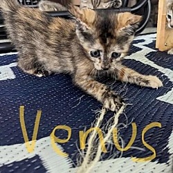 Photo of Venuss