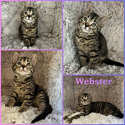 Photo of Webster