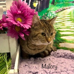Photo of Mallory