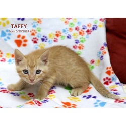 Photo of Taffy-9221