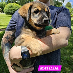 Thumbnail photo of Matilda (PUPPY) #2