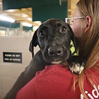 adopt a pet