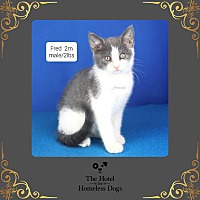 adopt a pet