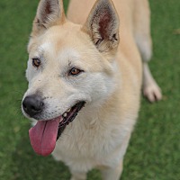 adopt-pet