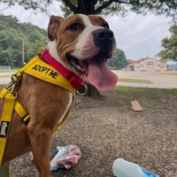adopt a pet
