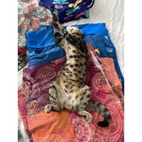 adopt-pet