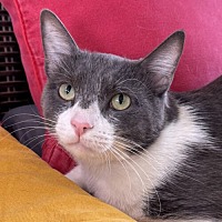 adopt a pet