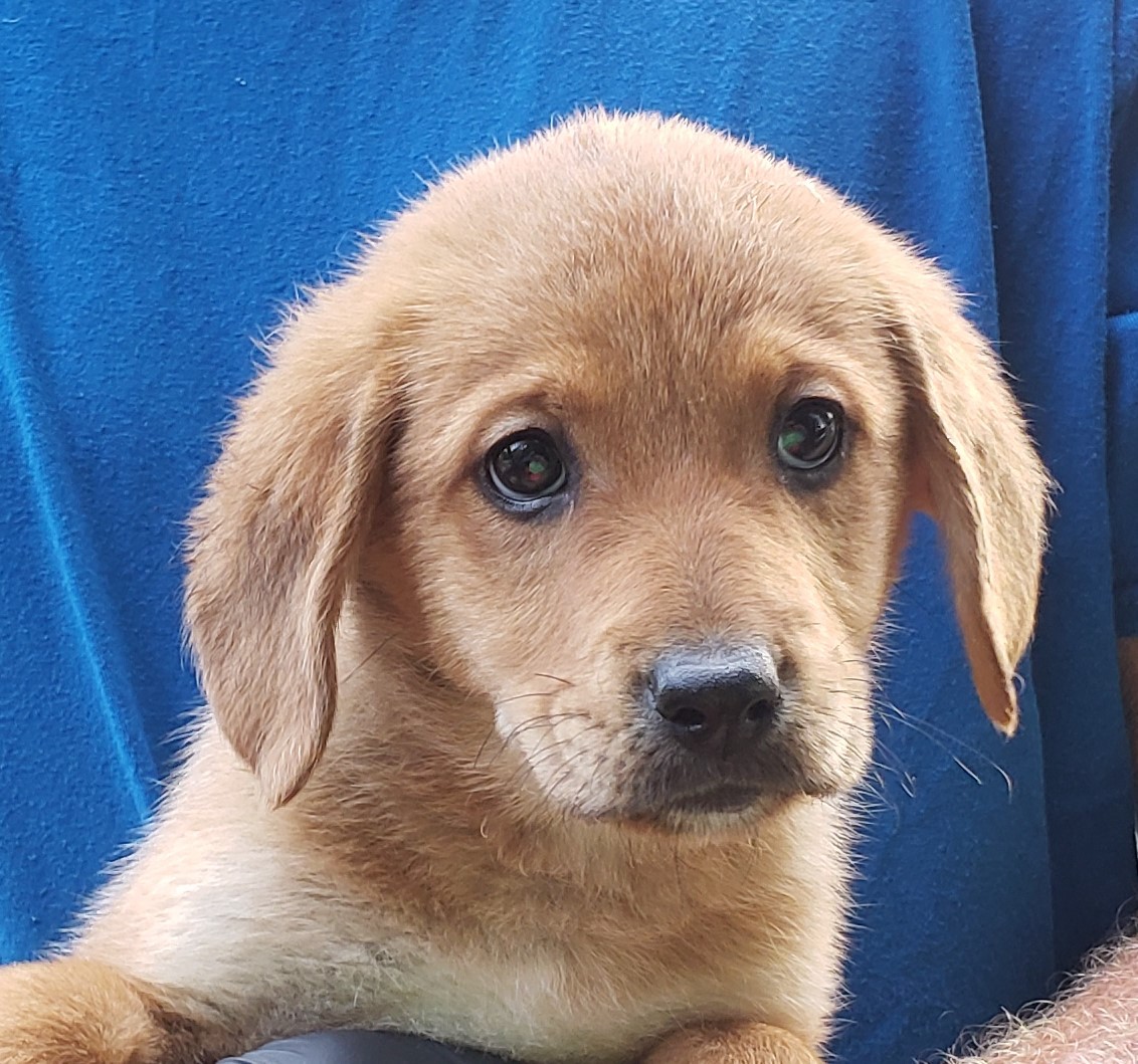 Colonial Heights Va Golden Retriever Meet Beary A Pet For Adoption