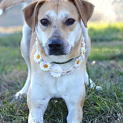 Photo of Quilly - Adoptable
