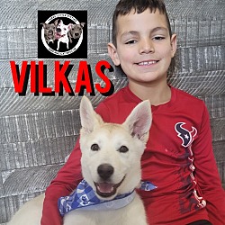 Photo of Vilkas Sora Sweet Little Boy