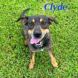 Thumbnail photo of CLYDE #1