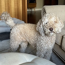 Thumbnail photo of Daisy - Gorgeous Doodle #1