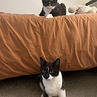 adopt a pet