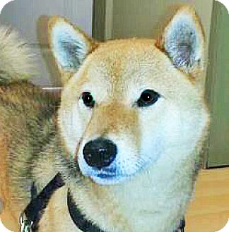 Spokane Wa Shiba Inu Meet Deeter A Pet For Adoption