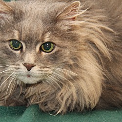 Thumbnail photo of Fluffy (Declawed & Spayed) #1
