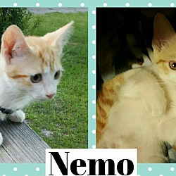 Thumbnail photo of Nemo #2