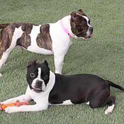 Thumbnail photo of Diesel and Ruby #3