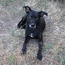 Cane Corso Puppies For Sale In Montana Adoptapetcom