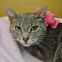 Photo of Becca - ADOPT ME FOR $50!
