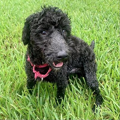 Houston, TX - Poodle (Miniature)/Mixed Breed (Small). Meet Willie ...