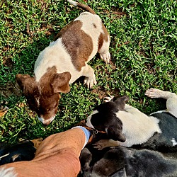 Thumbnail photo of Rotti cross puppies #4